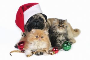 Pug dog wearing Santa hat with two little Persian kittens, surrounded by Christmas ornaments.