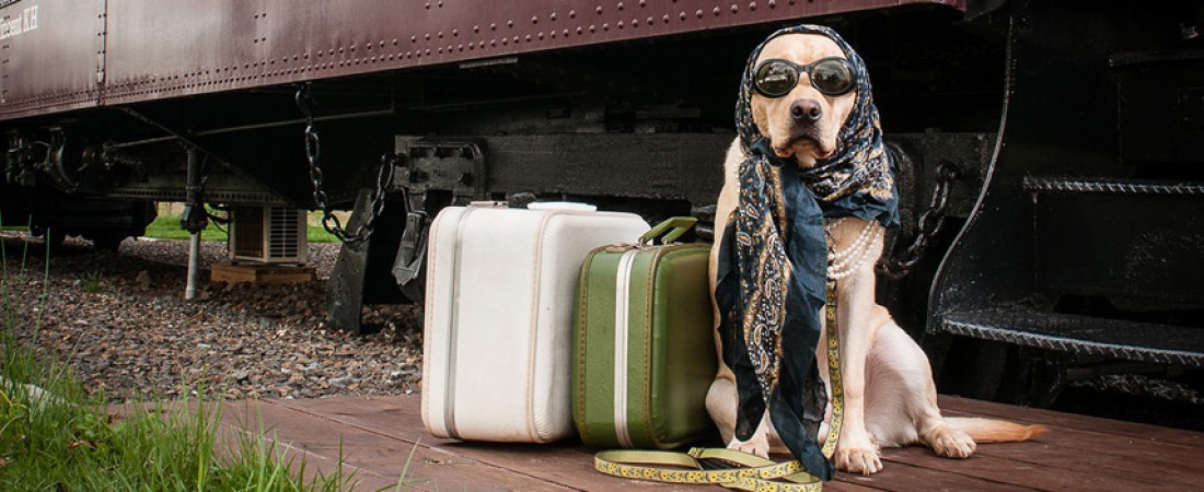 happy dog ready for a train trip