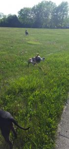 Solomon enjoying a satisfying roll in the grass!