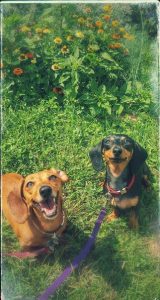 two sweet smiling dogs