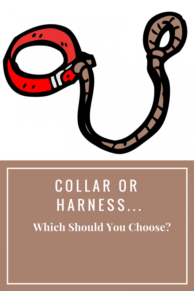 Harness vs. Collar...Which Should You Choose? Furry Footsteps