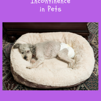 furry footsteps pet sitter