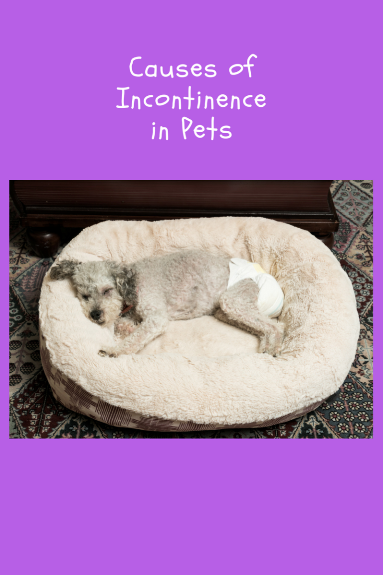 Pet Incontinence and Its Causes Furry Footsteps Professional Dog