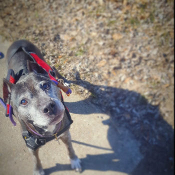 furry footsteps pet sitter