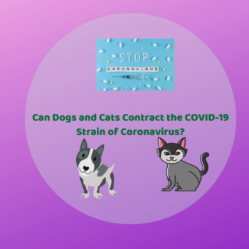 Can Dogs and Cats Get Coronavirus